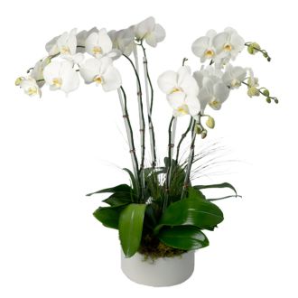 Five Stem White Phalaenopsis Orchid