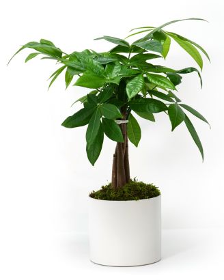 Tree of Fortune